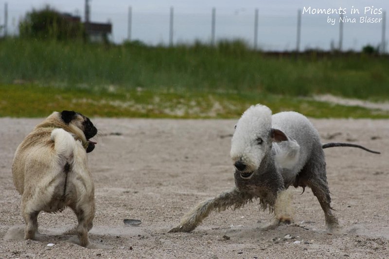 2010-06-26 Arc-en-ciel Arlequin (44).jpg